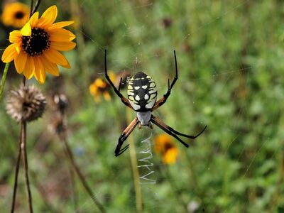 spider, nature, arachnid, web, insect, flowers, garden, background, animal, yellow, macro, wildlife, landscape, close-up, natural, colors, meadow, outdoor, environment, wildflower