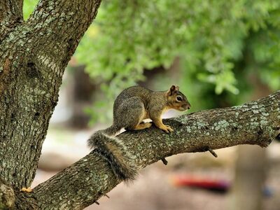 squirrel, nature, animal, rodent, tree, cute, tail, branch, furry, forest, daylight, untouched nature, wilderness, natural environment, observation, curious, safari, beautiful, highlighted, structural