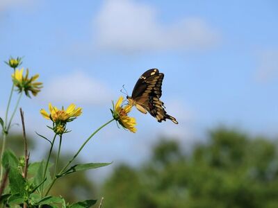butterfly, flowers, insect, blue sky, pollination, beautiful flowers, summer, flower wallpaper, wings, yellow, nature, macro, detail, bees, wild, environment, honeycomb, flower background, eco, colorful, fragile