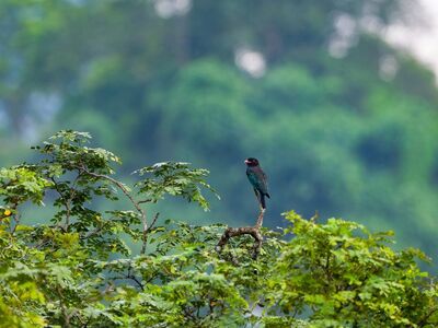 nature, bird, tree, forest, green, bird on branch, birdwatching, wildlife, meadow, serenity, outdoor, ecosystem, advantage, biological, nests, jungle, dense, diversity, habitat
