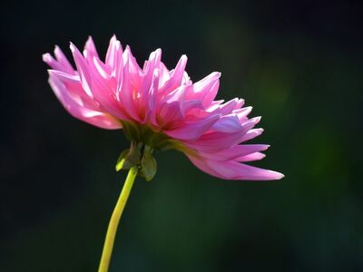 dahlia, cactus dahlia, pink blossom, flower wallpaper, flower, nature, garden, summer, garden flower, flower background, macro photography, flora, close-up, beautiful flowers, ornamental plant, georgan, asteraceae, color pink, plant, gardening, outdoor, beauty, green