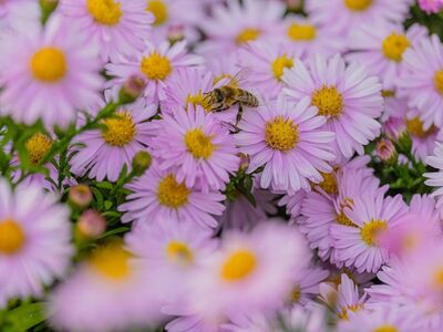 bee, flowers, pink, nature, garden, pollination, botany, natural habitat, asters, garden flowers, apiology, flying, green leaves, summer season, bloom, alive, out of focus, bright