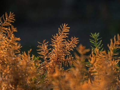 autumn, leaves, nature, light, backlighting, orange, greenery, outdoors, natural, beauty, detail, natural world, dry, grass, magic, decay, nature detail, peaceful, simplicity