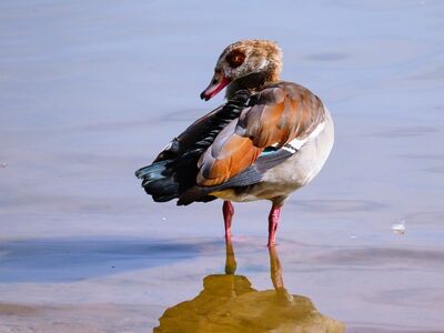 egyptian goose, lake reflection, standing bird, reddish-brown plumage, water bird, wild, natural environment, calm water, reflection, shore, standing in water, bird on shore, goose, bird behavior, feathers, skin, daylight, ecology, animals in the wild