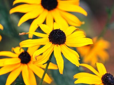 rudbeckia, flowers, yellow, garden, autumn, petals, close-up, nature, plant, beauty, ornamental, bloom, leaves, sunny, calm, green, outdoors, health, refreshing, flower garden, lovely