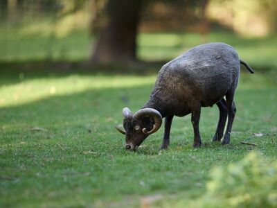 sheep, wallpaper 4k, cool backgrounds, desktop backgrounds, horns, black, wallpaper hd, mac wallpaper, grazing, free wallpaper, pasture, hd wallpaper, animal, countryside, farm, savannah, nature, wild, background, 4k wallpaper 1920x1080, 4k wallpaper, mushroom, laptop wallpaper, simplicity, feeding, full hd wallpaper, field, green, free background, wool, common, beautiful wallpaper, windows wallpaper, dewdrops, demonic animal