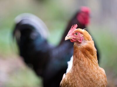 chicken, rooster, farm, animal, bird, portrait, brown, agriculture, livestock, red comb, feathers, outdoors, bokeh, rural, beak, eye, poultry, green, farmyard, agricultural setting, nature, ornithology