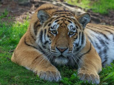 tiger, nature, animal, predator, feline, stripes, savanna, wild, carnivore, fur, big cat, natural habitat, eyes, powerful, forest, wildlife, raptor, climatic zone, hunter, speed