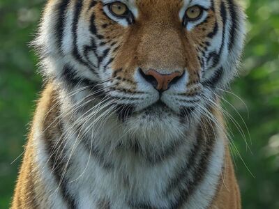 tiger, wild animal, cat, animal, nature, predator, environment, stripes, pet, savannah, aesthetic, wilderness, hunting instinct, natural habitat, conservation, natural beauty, zoo, climate, ecosystem, animal protection