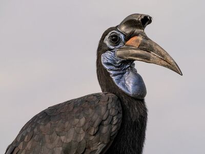 animal, bird, african bird, large beak, black feathers, exotic, blue, uganda, blue face, wildlife, climate zone, nature, magnification, hornbill, insect, habitat, natural, humps, black and blue, beak