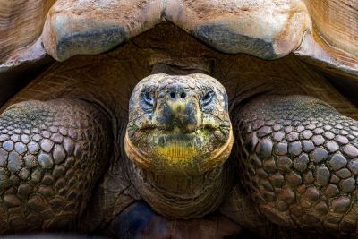 tortoise, reptile, zoo, giant tortoise, galapagos, galapagos tortoise, perth, head, close-up, old tortoise, texture, ochre, skin, shell, zoological garden, wise look, protection, age, detail