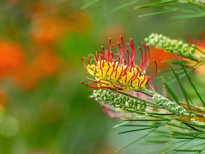 grevillea, australian, flower, nature, proteaceae, flora, native, botany, flower background, beautiful flowers, bright colors, garden, kings park, natural, leaf, natural beauty, flower wallpaper, evergreen, detail, macro, exotic, outdoor, zoom