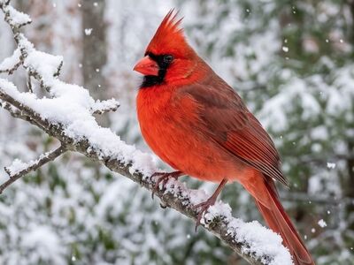 bird, red, cardinal, snow, winter, branch, tree, forest, animal, nature, wild, feather, cold, wintry, wildlife, natural, wood, sky, white
