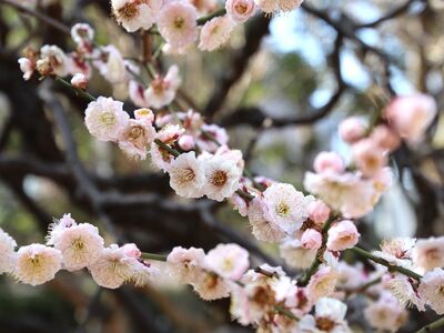 flowers, spring, pink, nature, branch, flower wallpaper, plum, springtime, blooming, beautiful flowers, twig, blurred background, bud, culture, aesthetics, botany, flower background, tree roots, decorative, traditional, beautiful view, plant
