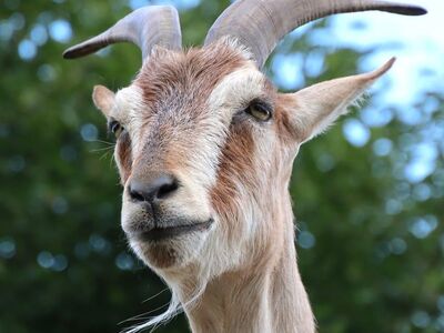 goat, animal, nature, pasture, horns, animal neck, fur, summer, outdoor, close-up, focused, neck, green leaves, fresh, high angle, blue sky, horned, collar, viewed from below, mountainous area