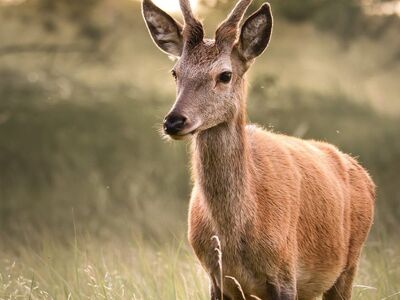 red deer, spike deer, young deer, deer, wild animal, wildlife photography, nature photography, animal portrait, velvet antlers, antlers, darßer ort, meadow, backlight, golden light, nature, autumn, national park, mecklenburg-vorpommern, morning light, fischland-darß-zingst, Prerow, Germany, Mecklenburg-Vorpommern