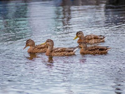 duck, ducks, pond, water, swimming, wildlife, bird, nature, mallard, floater, wild, feather, waterfowl, four, yellow beak, natural habitat, animal group, duckling, wilderness