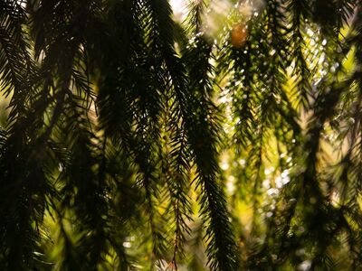 conifer, sunlight, pine needles, green, forest, nature, daylight, darkness, public park, sun rays, outdoor, beauty, branches, foliage, peace, natural environment, succulent, ecosystem, shade, light, harmony