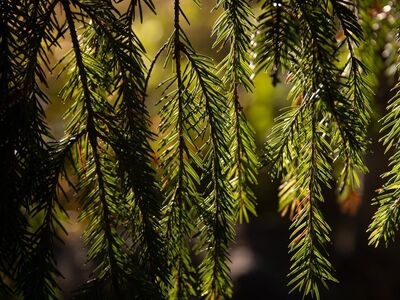 conifer, wallpaper 4k, hd wallpaper, 4k wallpaper 1920x1080, sunlight, windows wallpaper, branches, nature, green, floral background, texture, sunny, full hd wallpaper, needles, plant, forest, wallpaper hd, natural, cool backgrounds, 4k wallpaper, laptop wallpaper, beautiful wallpaper, eco-friendly, serene, summer, free background, tranquility, mac wallpaper, shade, desktop backgrounds, ecosystem, background, free wallpaper, gentle