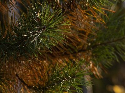 pine, needles, nature, autumn, sunlight, natural, forest, green, beautiful, fresh, idyllic, peaceful, warm, detail, dense, contrast, color, calm, happiness, rest