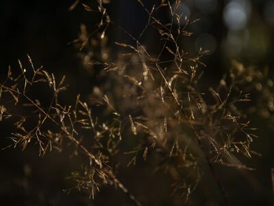 grass, nature, close-up, bokeh, stalk, dry leaves, autumn, sunlight, blurred background, outdoor, natural light, ground plant, clumps, plant structure, rural, afternoon, delicate, feathery, ground texture