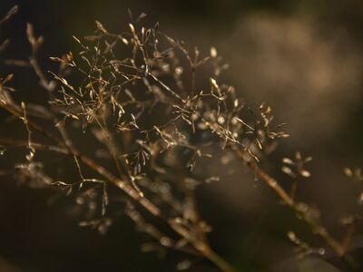 plant, grass, dry grass, nature, summer, natural light, bokeh, background, beautiful wallpaper, floral background, macro photography, detail, delicate, season, outdoors, soft lighting, aesthetic, calm, close-up, dandelion, dry, outdoor