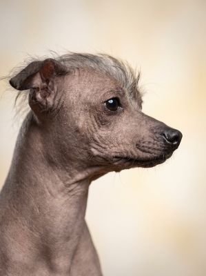 hairless dog, xoloitzcuintli, mexican hairless dog, portrait, nature, pet, profile, breed, animal, tuft, delicate, warm tone, breeding, animal study, professional photography, native breed, smooth skin, rare breed, animal portrait, cultural heritage, beauty