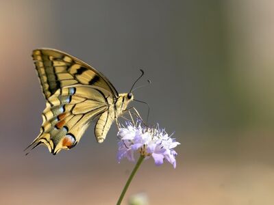 butterfly, beautiful flowers, flower, nature, wildflower, macro photography, natural beauty, flower wallpaper, delicacy, wing, natural world, flight, yellow, blue, beauty, butterfly wings, insect, growth, flower background, bright, timing