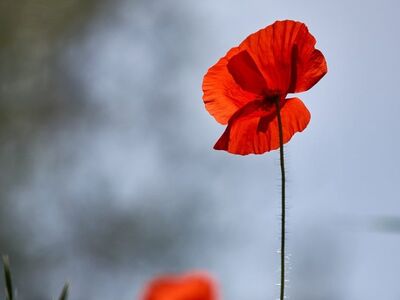 poppy, red, flower, flower wallpaper, nature, outdoors, blurred, blue sky, stem, sunlight, macro, garden, beauty, summer, beautiful flowers, simplicity, unique, calm, height, petal, flower background, landscape