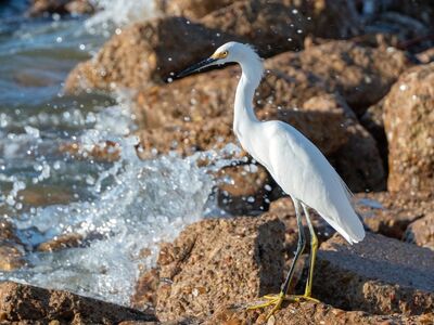 snowy egret, bird, wildlife, nature, rocks, ornithology, white, water, shore, avian, yellow feet, wild bird, wings, buoyant, waves, natural habitat, birdwatching, shorebird, habitat, moisture