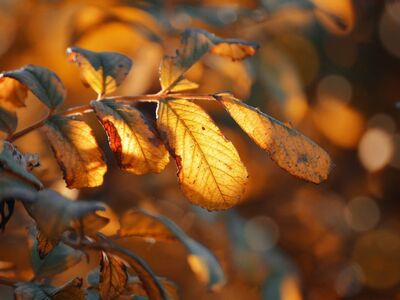 autumn leaves, orange, nature wallpaper, light and shadow, bokeh effect, macro photography, leaf detail, 4k wallpaper, nature, autumn atmosphere, 4k wallpaper 1920x1080, laptop wallpaper, full hd wallpaper, golden hour, background, wallpaper 4k, outdoor photography, cool backgrounds, natural motifs, decorative, hd wallpaper, artistic, beautiful wallpaper, simplicity, windows wallpaper, autumn colors, desktop backgrounds, free background, free wallpaper, wallpaper hd, mac wallpaper, closeness, color palette