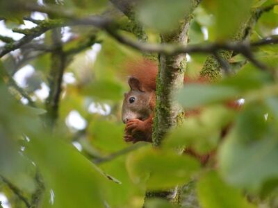 squirrel, tree, leaves, nature, cute, sciurus vulgaris, hide, wilderness, curious, camouflage, bright green, reddish-brown, sanctuary, close-up, cuteness, curiously observing, small animal, untouched, environment