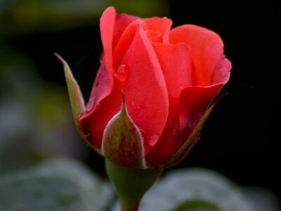 rose, red, droplets, nature, close-up, romantic, love, valentine, flower, garden, dew, macro, fresh, green, stem, bud, delicate, gentleness, background, simple