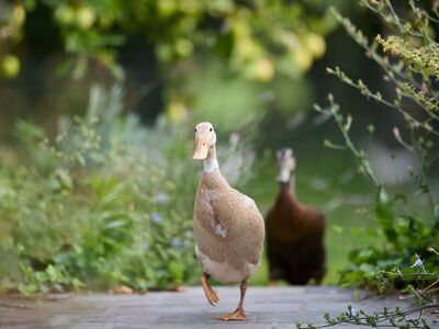 duck, indian runner duck, poultry, wallpaper 4k, free background, windows wallpaper, free wallpaper, garden, path, walking, nature, full hd wallpaper, tame, 4k wallpaper, cute, hd wallpaper, outdoors, cool backgrounds, laptop wallpaper, wallpaper hd, desktop backgrounds, feather, waterfowl, mac wallpaper, pet, beautiful wallpaper, farm, animal, green, summer, background, fowl, 4k wallpaper 1920x1080, care
