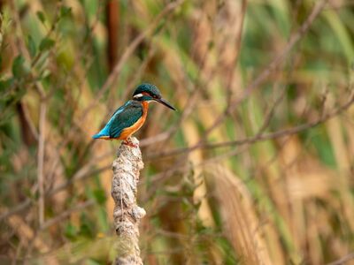 animal, kingfisher, nature, ornithology, feather, bush, zoom, colorful, small, bokeh, glimmer, glossy, unique, birdwatching, green, forest, picturesque, autumn, natural, detail