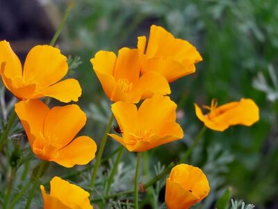 flowers, orange, poppy flowers, nature, leaves, outdoors, bright, summer, botany, bright yellow, garden, flowerbed, green leaves, grass, green, sunlight, landscape, diversity