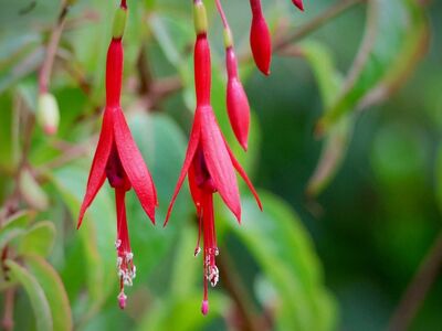 fuchsia, red flowers, stamens, gardening, nature, green leaves, ornamental shrub, flower details, macro photography, outdoor gardens, blurred background, beauty of nature, summer blooms, natural beauty, vibrant colors, natural motifs, ornamental plants, full blooms, red and green, outdoor setting