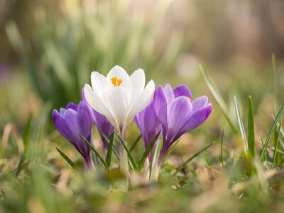 crocus, wallpaper hd, full hd wallpaper, flowers, spring, wallpaper 4k, white, purple, nature, windows wallpaper, garden, mac wallpaper, flora, petal, sunlight, flower wallpaper, desktop backgrounds, beautiful flowers, seasonal, 4k wallpaper, outdoors, free background, botanical, free wallpaper, fresh, 4k wallpaper 1920x1080, cool backgrounds, beautiful wallpaper, spring bloom, laptop wallpaper, flower background, hd wallpaper, stem, photography, background, macro, floral background, natural light