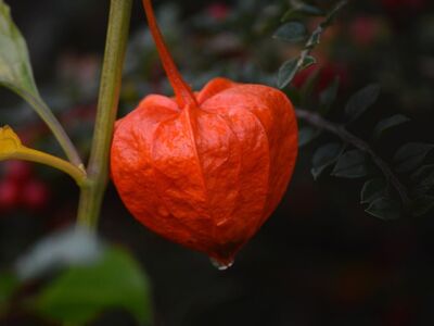 chinese lantern, autumn, delicate beauty, nature, bright orange, bladder cherry, lantern lights, wallpaper, nighttime, dripping water, decoration, flora, fruit, garden, passerby plant, close-up, nature background, garden photo, hd wallpaper, minimalist style, outdoor garden