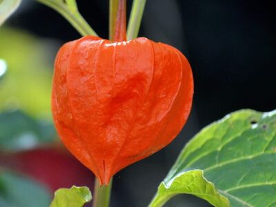 physalis, lantern, autumn, night, berry, ornamental plant, colorful, nature, growth, leaf, garden, plant, beautiful, detail, calm, focus, red color, fruit, chinese lantern, green leaves