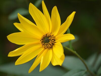 jerusalem artichoke, full hd wallpaper, desktop backgrounds, yellow flower, nature, mac wallpaper, cool backgrounds, summer flower, flower, flower background, green, hd wallpaper, macro, free background, flower wallpaper, floral background, laptop wallpaper, sunflower, composite flower, horticulture, 4k wallpaper, background, botany, perennial, bright, wallpaper 4k, beautiful flowers, free wallpaper, detail, germination, windows wallpaper, beautiful wallpaper, ornamental plant, wallpaper hd, 4k wallpaper 1920x1080, agronomy, natural background