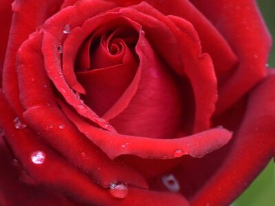 rose, flower, red, drop, petals, nature, close-up, romance, valentine, love, outdoor, dew, fresh, beautiful, coral, vivid, garden, kurtis, background, vibrant