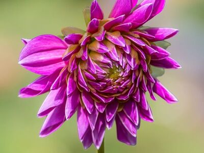 dahlia, flower, macro, nature, summer, garden, flora, pink, detail, background, white, color, outdoor, delicate, heavenly, striking, composition, violet, plant, petal