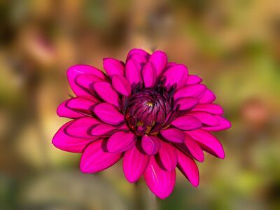 pink, dahlia, bloom, garden, nature, macro, autumn, botany, simple, rural, concept, decoration, bright, art, pink flower, design, colorful, beauty, close, structure, beauty of nature