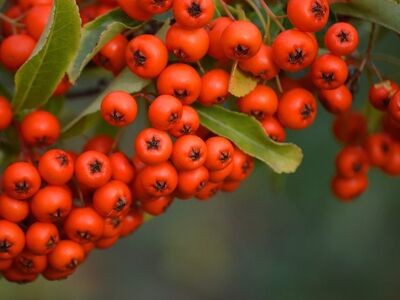firethorn, berries, orange berries, nature, gardening, pyracantha, autumn, shrub, leaves, background, beauty, living nature, decoration, green, botany, garden, exotic, landscaping, macrophotography