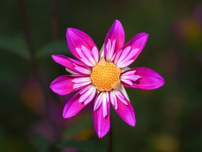 flower, pink, petal, macro, beautiful flowers, details, isolated, nature, garden, bright, sun, outdoor, beauty, summer, flower background, flower season, natural beauty, color, flower wallpaper, vibrant, decorative, natural light, vivid color, bloom