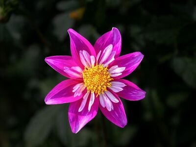 flower, beautiful flowers, pink, petal, nature, summer, bloom, core, detail, botany, garden, sunflower, well-lit, outdoors, fresh, vibrant, beautiful, flower background, flower wallpaper, photography, artistic, spring