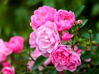 rose, flower, garden, pink, nature, shrub rose, garden flower, rose petal, bloom, beautiful rose, blooming garden, botany, texture, summer, fresh flower, rose fragrance, ornamentation, romantic flower, vibrant color, decoration