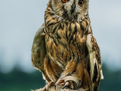 owl, bird, bird of prey, feathers, wildlife, close-up, raptor, gray, brown, binding, blue sky, summer day, camping, wilderness, birdwatching, holding, hunter, female, wildness