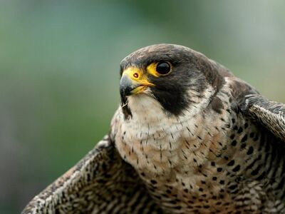 bird of prey, falcon, portrait, feather, animal world, beak, close-up, animal portrait, wild bird, talons, raptor, nature view, capture, yellow and black, colorful raptor, peregrine falcon, natural colors, falconidae, beak detail